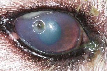 Figure 18. Descemetocoele in the right eye of a West Highland white terrier. There is thick purulent discharge and a dull corneal surface. The Schirmer tear test reading was zero. The left eye was normal.