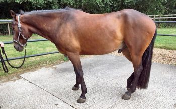 Figure 2. A sedated horse with a lowered head, ataxia, ptosis and slight penile prolapse.