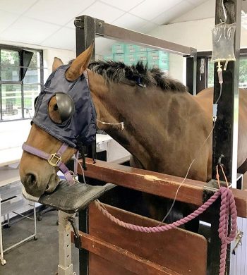 Figure 5. A horse receiving detomidine infusion, with blinkers and a head stand in use.