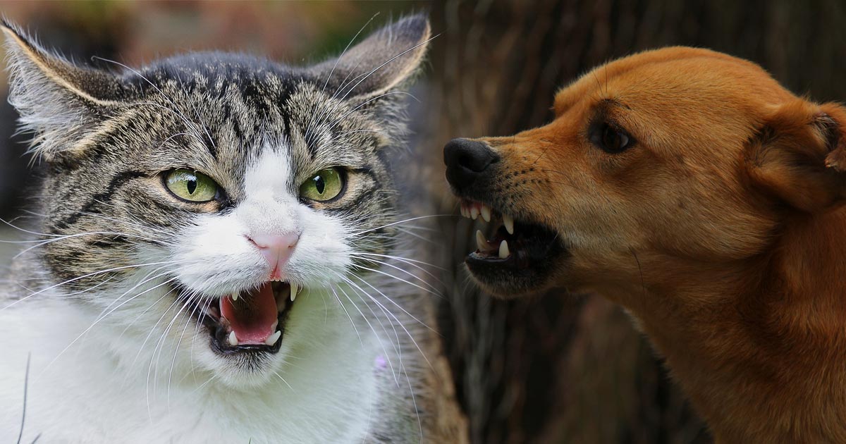 cat attacked by dog