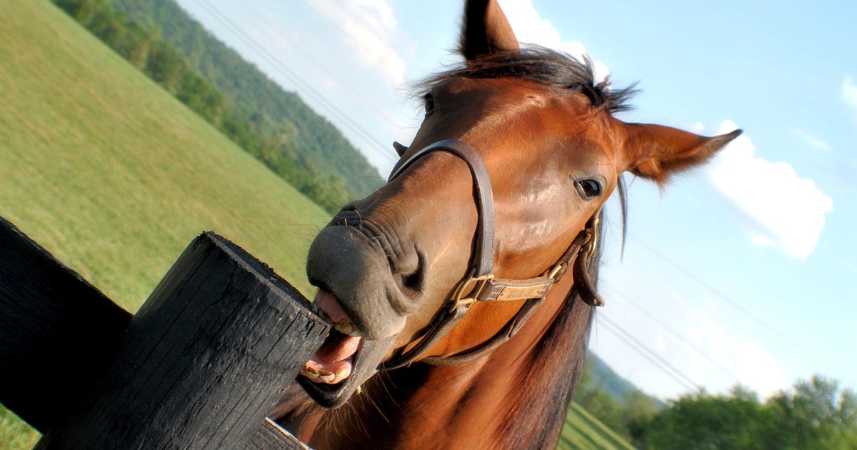 Selenium Could Be Key To Crib Biting In Horses Study Shows Vet