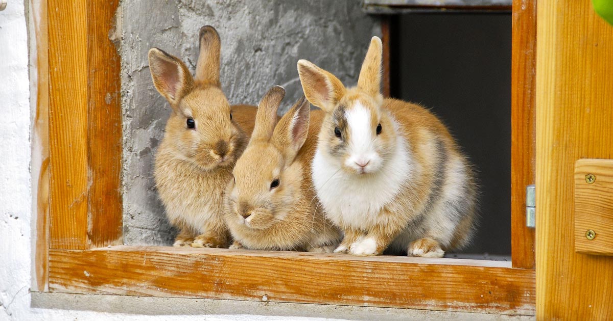 critical care for rabbits
