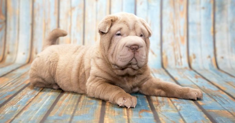 can a aidi and a shar pei be friends