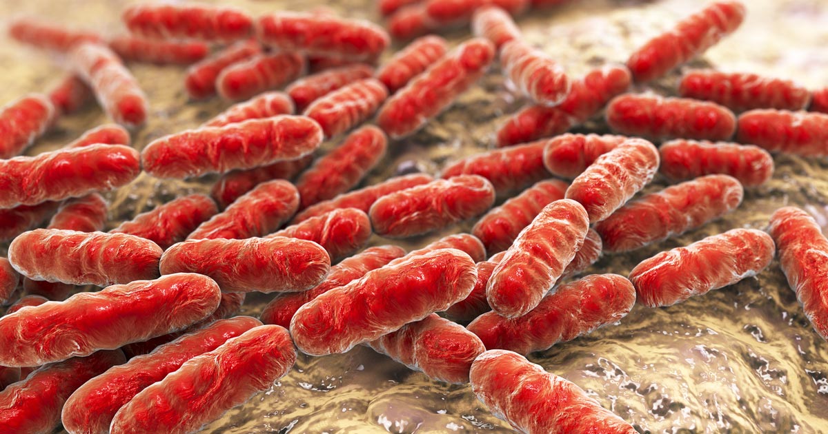 medivet probiotic digestive balance