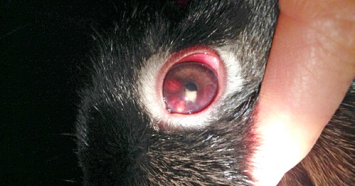 Cataract In A Rabbit Vet Times