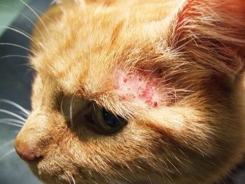 Miliary dermatitis is a common clinical lesion associated with hypersensitivities in the cat.