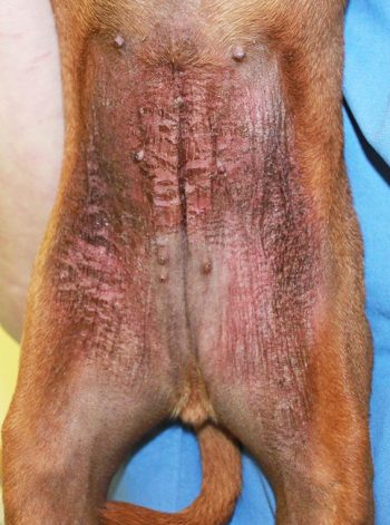 Although pruritus management remains a major goal when treating it, preventing chronic inflammatory changes and working on barrier improvement by reduction of microbial populations, as well as moisturisation, allows us to gain better control of the disease.