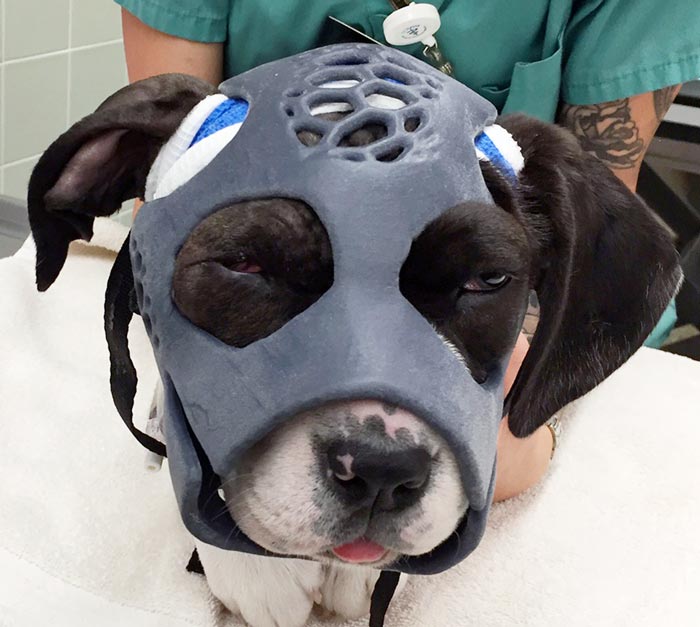3D printed mask helps heal fractured dog skull