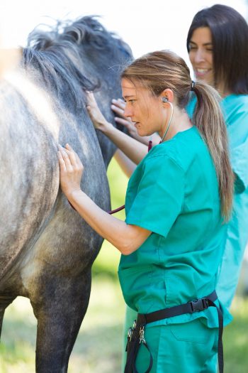 Two vets with a horse