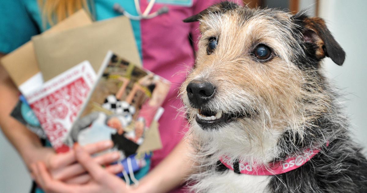 Sticky Spot For Junk Mail Jack Russell Vet Times