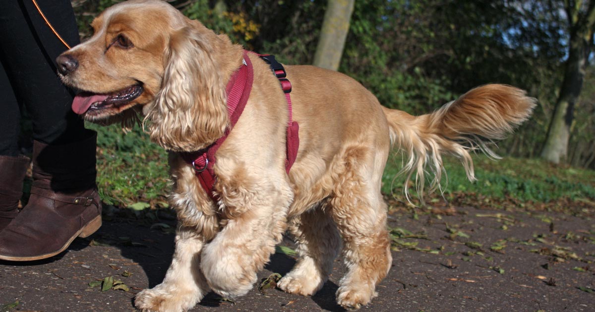 Cocker on sale spaniel harness