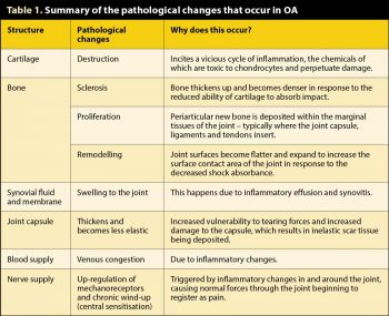 Table 1. Summary of the pathological changes that occur in OA.