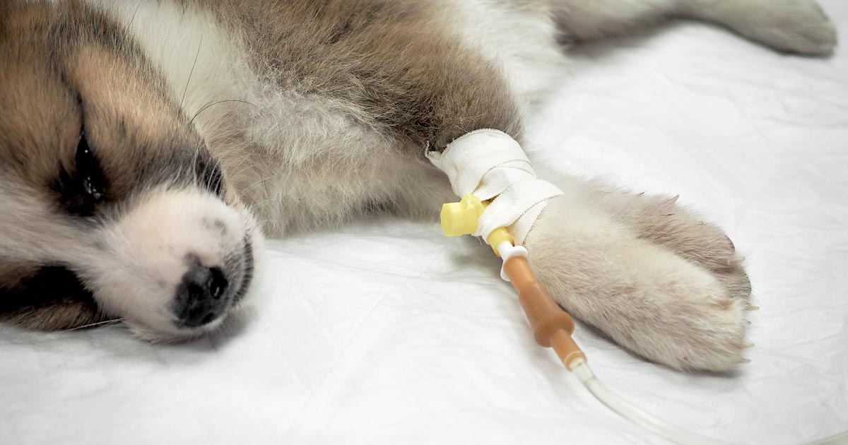 how long can an iv catheter stay in a dog