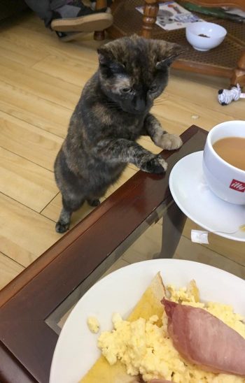 kitten-cup-bacon