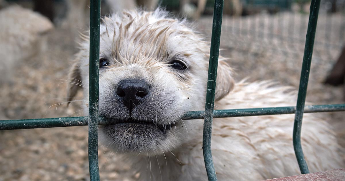 Illegal puppy trade pushes up charity’s seizure rate - Animal Health Media