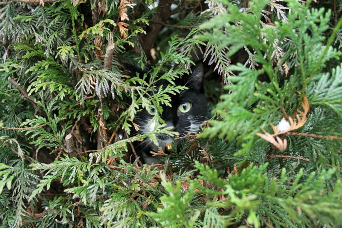 I continued to talk and the mews continued, not moving closer or further away, so whatever it was, it was stuck in the hedge. Image © foosel20 / Adobe Stock