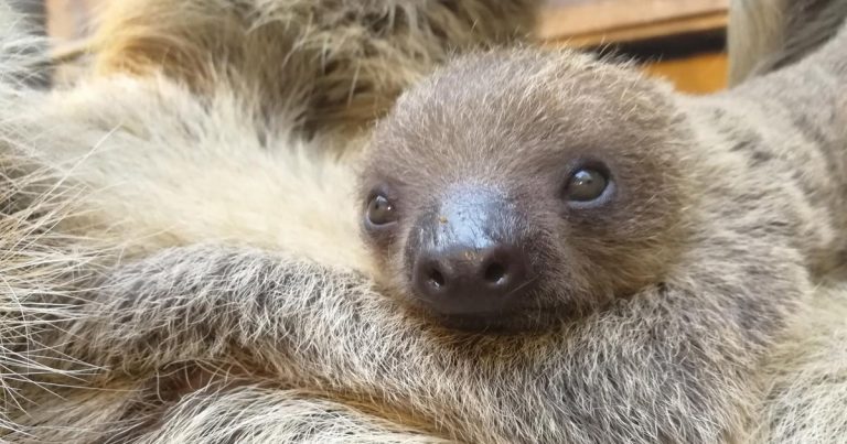 I love you slow much mummy! Sloth born in time for Mother’s Day | Vet Times