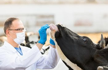 Farm vet with cow