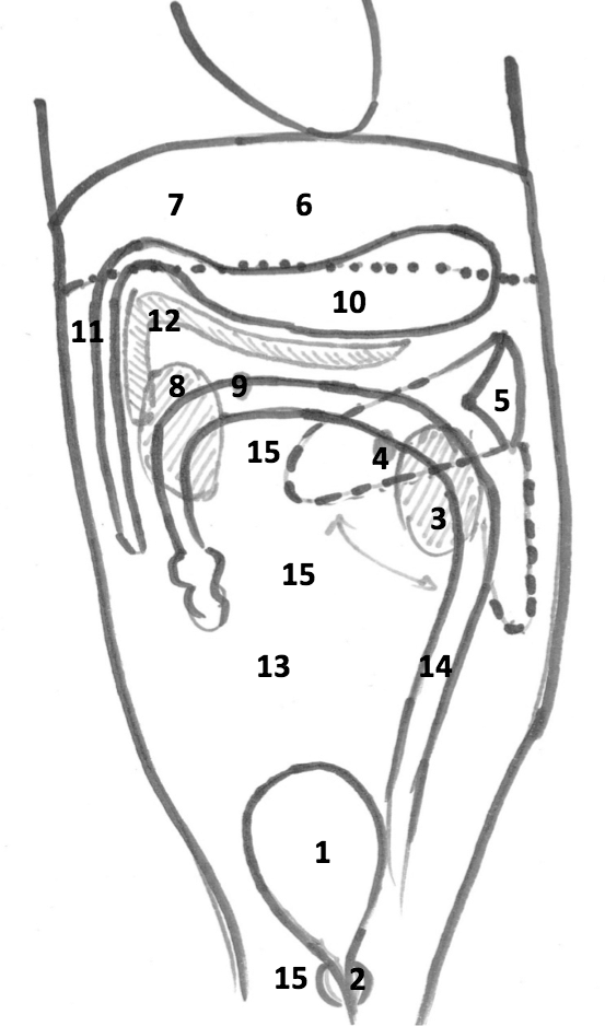 Suggested scanning procedure