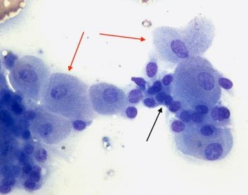 100× image from a mass on the tail of an adult, mixed breed, male dog.