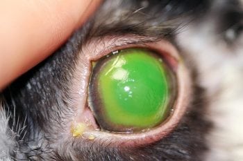 The left eye of a rabbit one week following an alkaline burn. Note the extensive ulceration of the cornea and 360° vascularisation from the limbus.