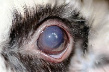 The left eye of the same rabbit, one week later. There is a reduction in the size of the ulcerated region (fluorescein not applied in this image). However, marked stromal haze persists, alongside corneal vascularisation.