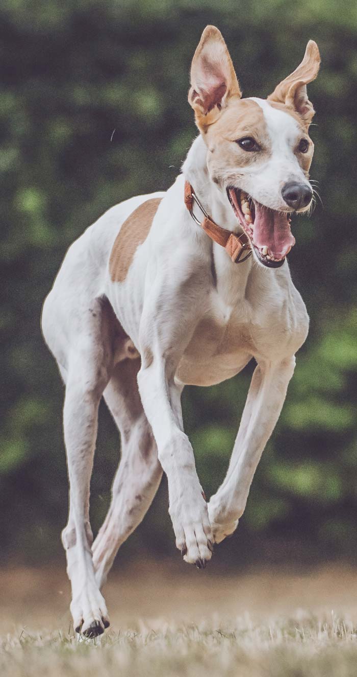 greyhound gap dogs