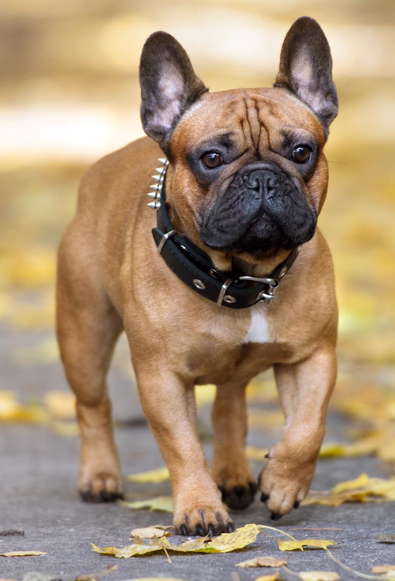 frenchbulldog