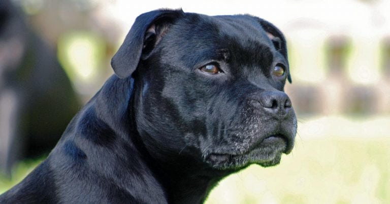 are staffordshire bull terriers getting banned