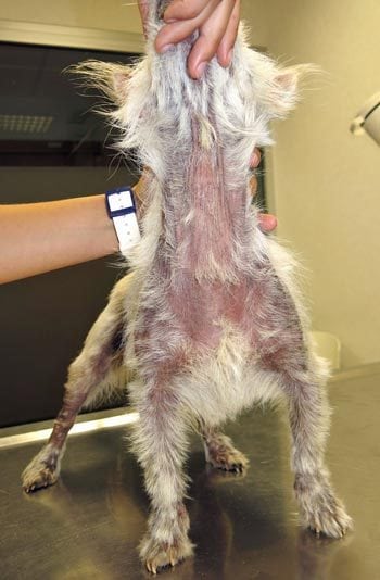 Figure 2. A West Highland white terrier with atopic dermatitis and secondary Malassezia dermatitis.