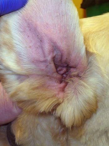 Figure 3. An atopic dog with otitis externa.