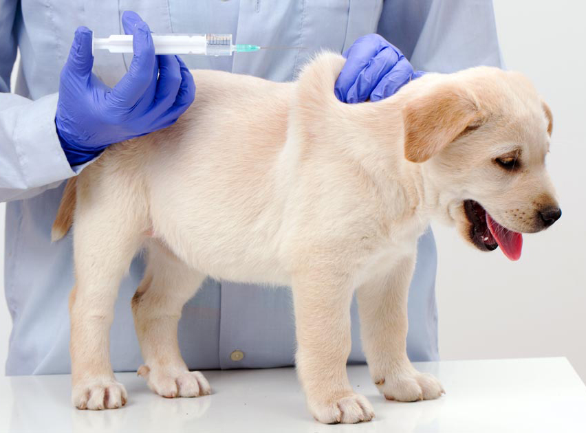 It‘s the little things such as vaccinating puppies that vets, perhaps, take for granted. Image © Gorilla / Adobe Stock