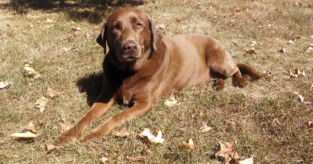 Study Shows Chocolate Labradors Die Earlier Vet Times