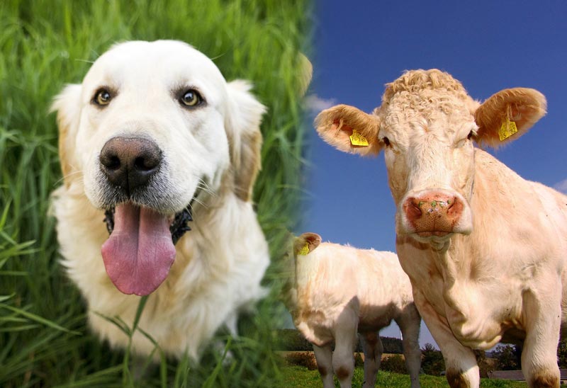 cows-dog