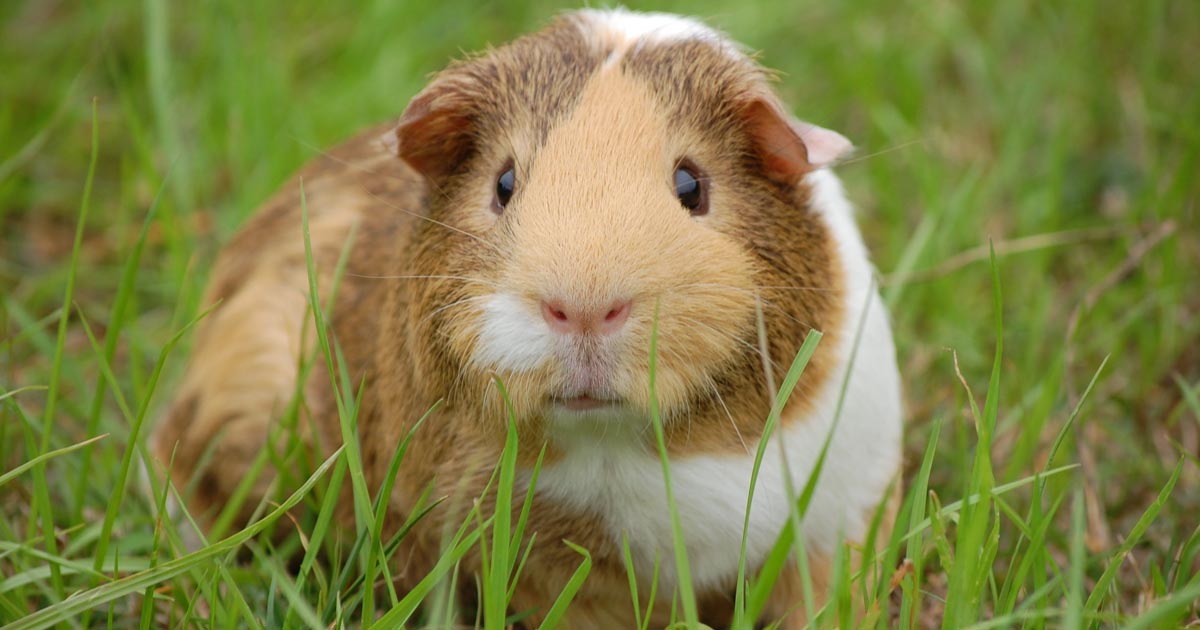 Guinea pig vet sales care