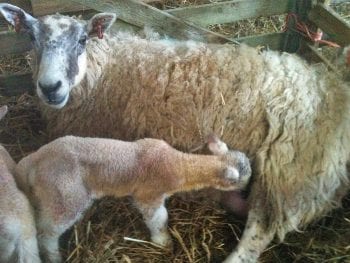 Figure 2. The most important moment of a lamb’s life.