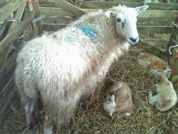 Figure 3. Provision of a well-designed, clean pen allows proper ewe-lamb interaction.