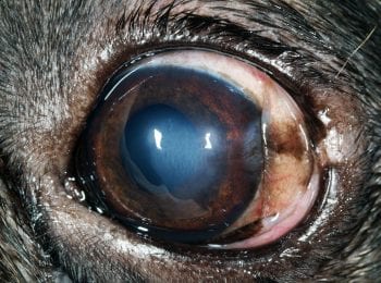 Figure 2a. Left eye moderate paraxial corneal oedema, mild superficial corneal pigmentation and neovascularisation laterally.