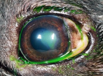 Figure 2b. Left eye after application of fluorescein. Note the diffuse halo of less intense fluorescein staining surrounding the central ulcer.