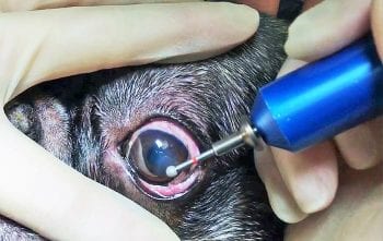 Figure 3. Left eye corneal debridement using a diamond burr for the treatment of a spontaneous chronic corneal epithelial defect.