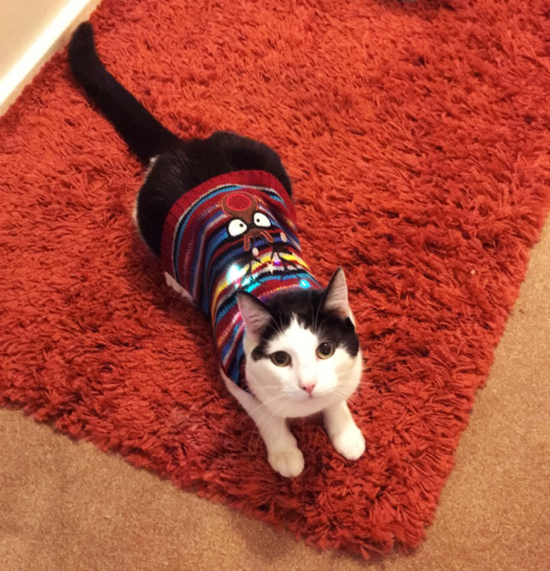 catjumper