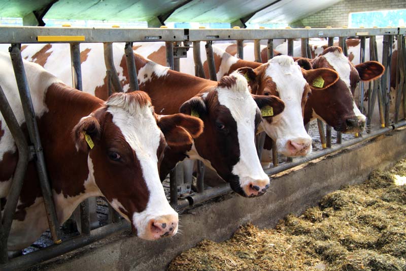 Cows on farm.