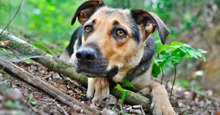 Six More Alabama Rot Cases Confirmed Vet Times   Dog 3670611 FTR 768x403 