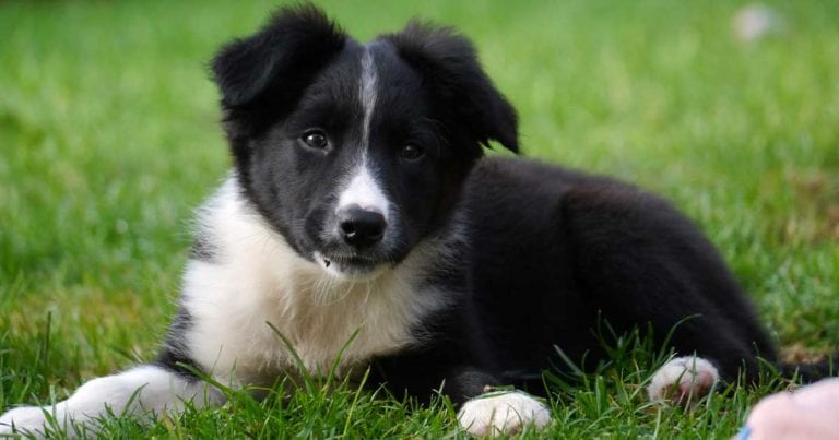 Glaucoma test for border collies launched Vet Times