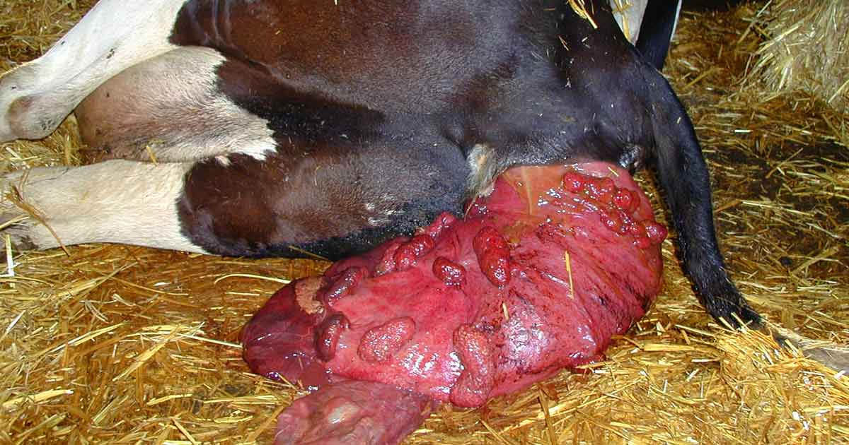 Approaches to correcting uterine prolapse in cows | Vet Times