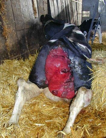 Figure 2a. A cow in the “New Zealand” position ready for uterine replacement. Image: Julia James / Larkmead Veterinary Group