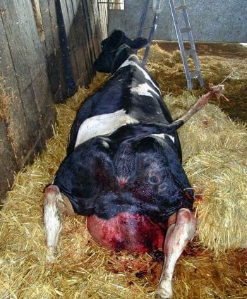 Figure 2b. The same cow post-uterine replacement. Image: Julia James / Larkmead Veterinary Group