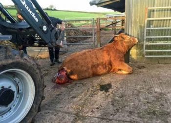 Figure 3a. A uterine prolapse case in a recumbent beef cow. Image: Roger Cunningham / North Park Veterinary Group