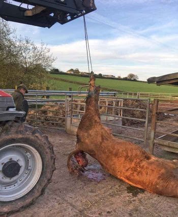 Figure 3b. The farmer gently hoists the same cow by her hindquarters. Image: Roger Cunningham / North Park Veterinary Group