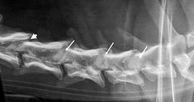 Cervical spondylomyelopathy in dogs – diagnosis and treatment | Vet Times